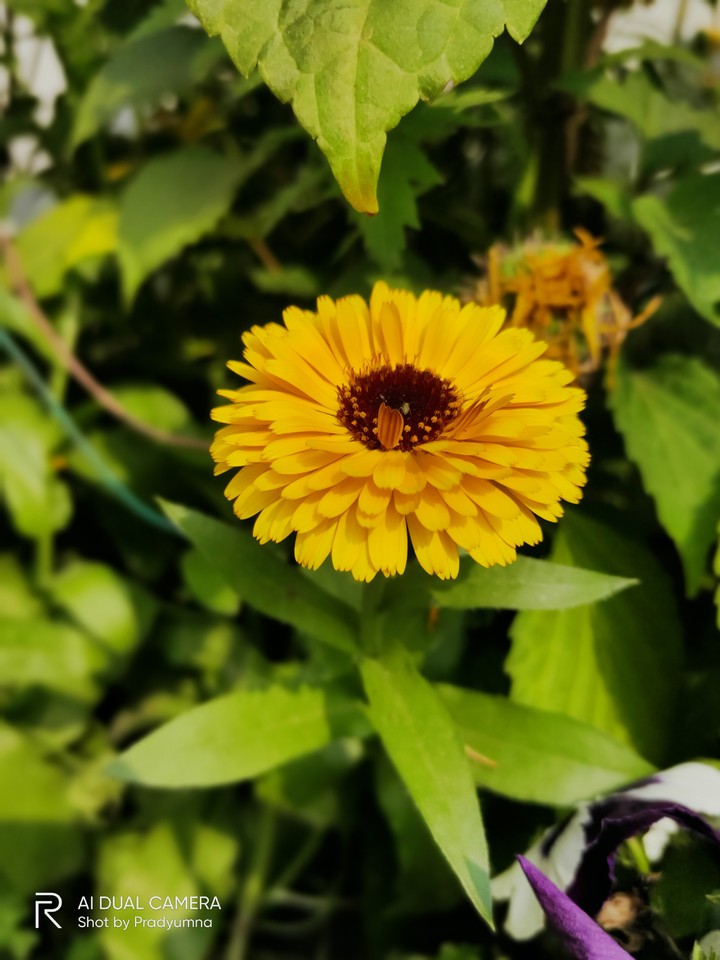 Flower
