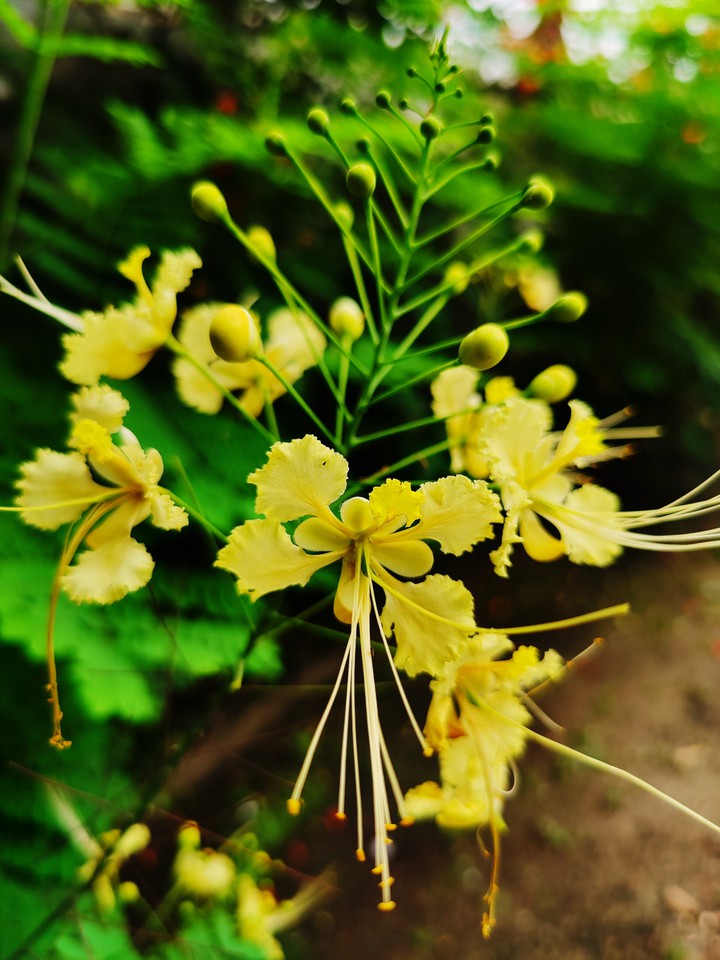Yellow peacock flower