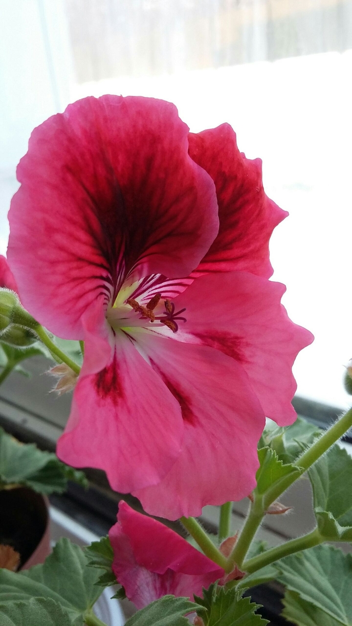 Pink flower at my window