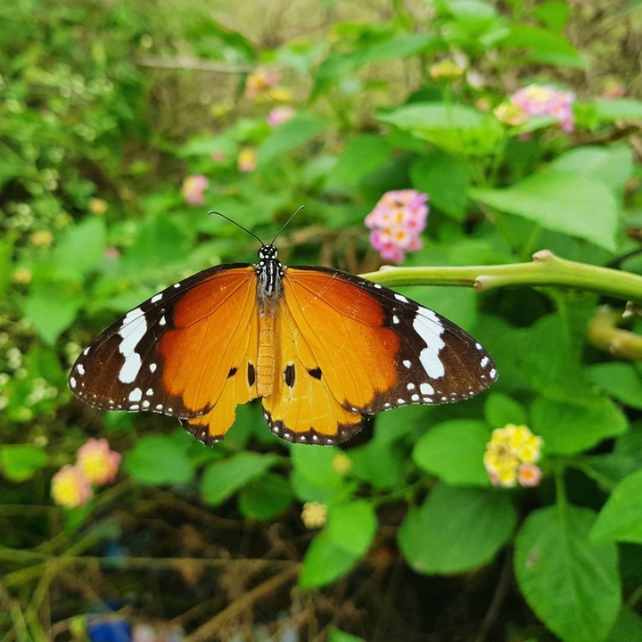 butterfly