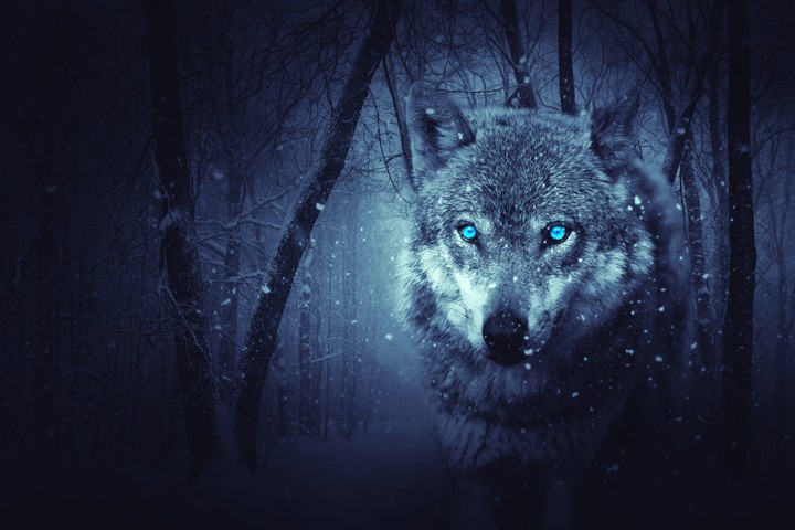 fox