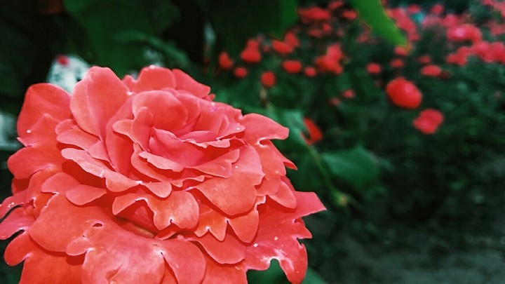 rose