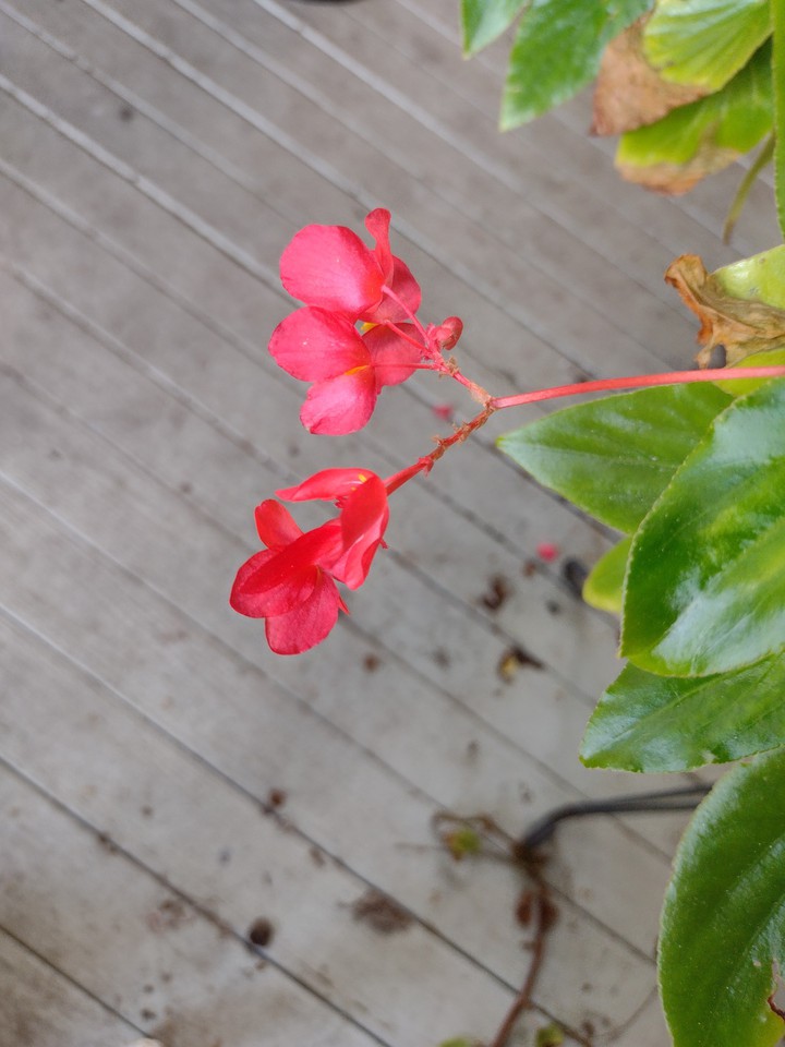 back porch
