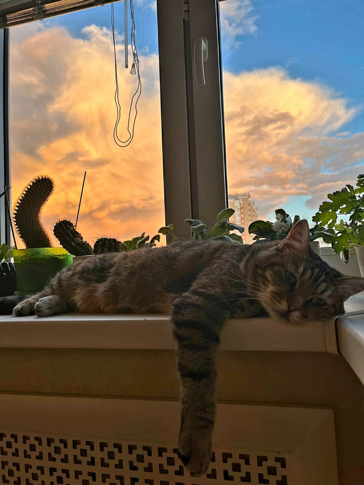 my cat