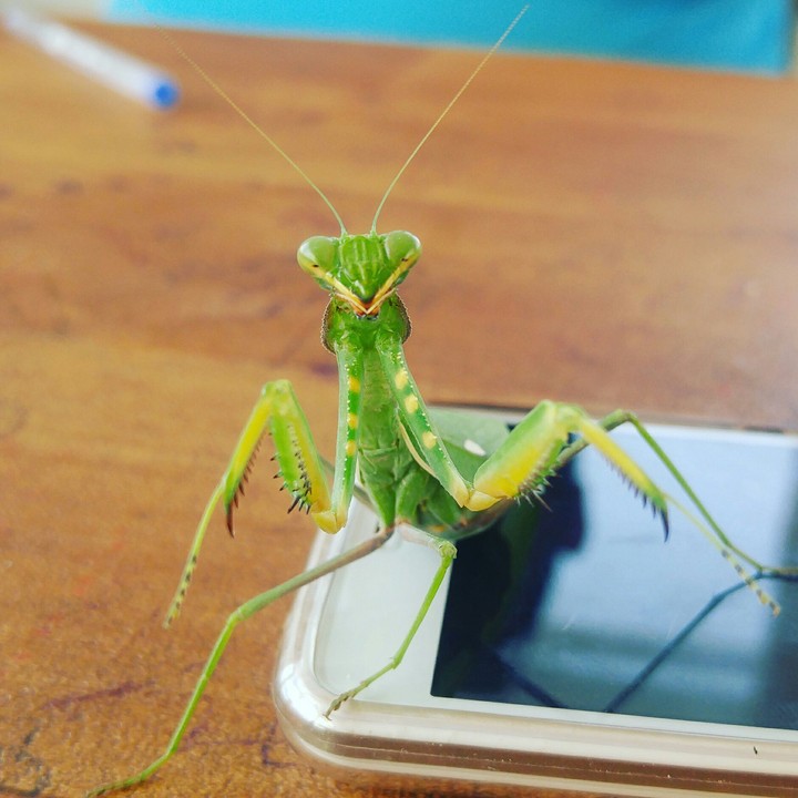 Insect