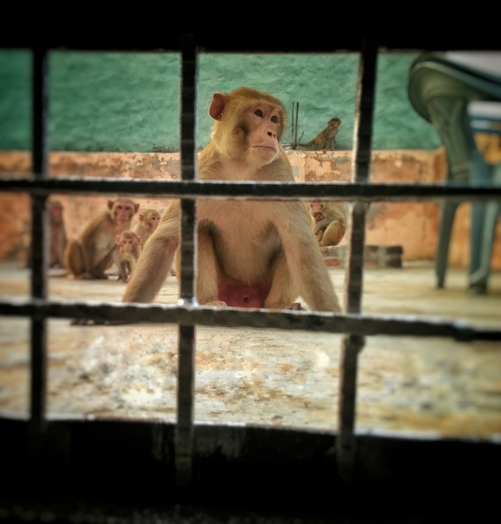 Dangerous monkeys