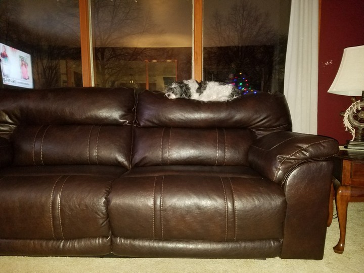 my dog