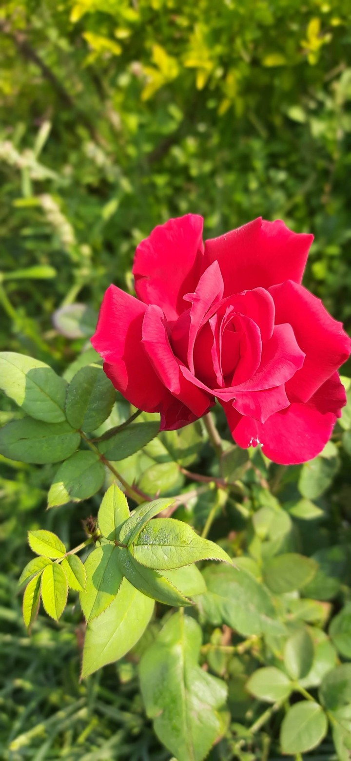 rose