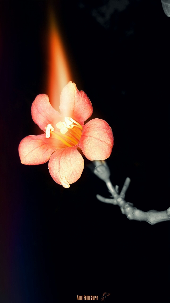 flower