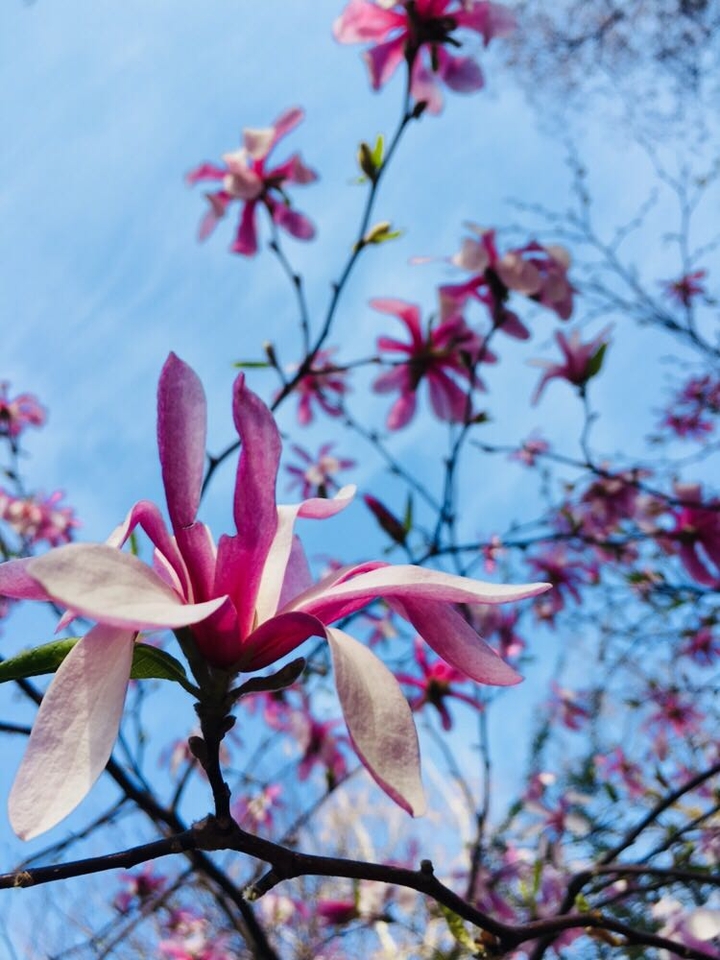 magnolia 