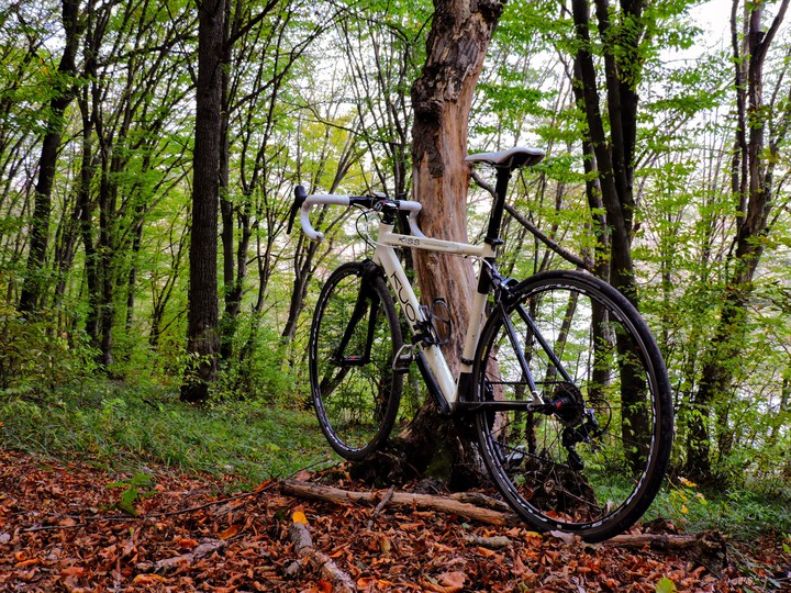 forest beauty