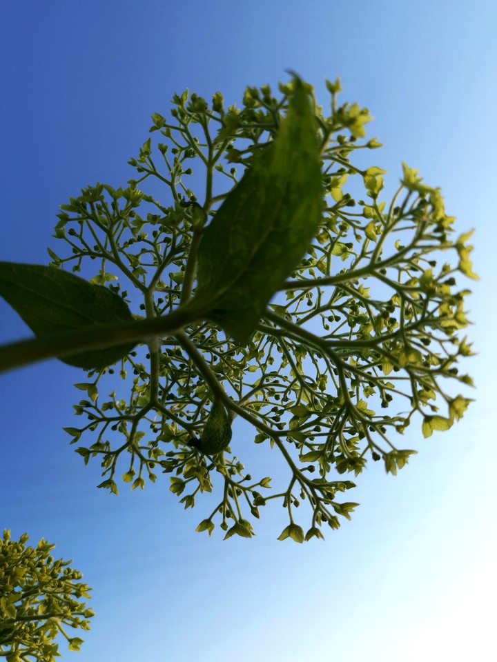 Hudrangea