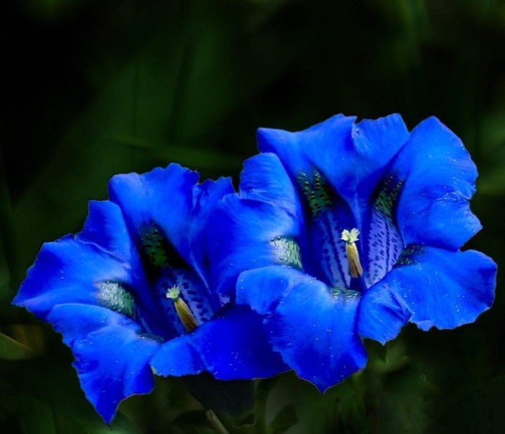 royal blue