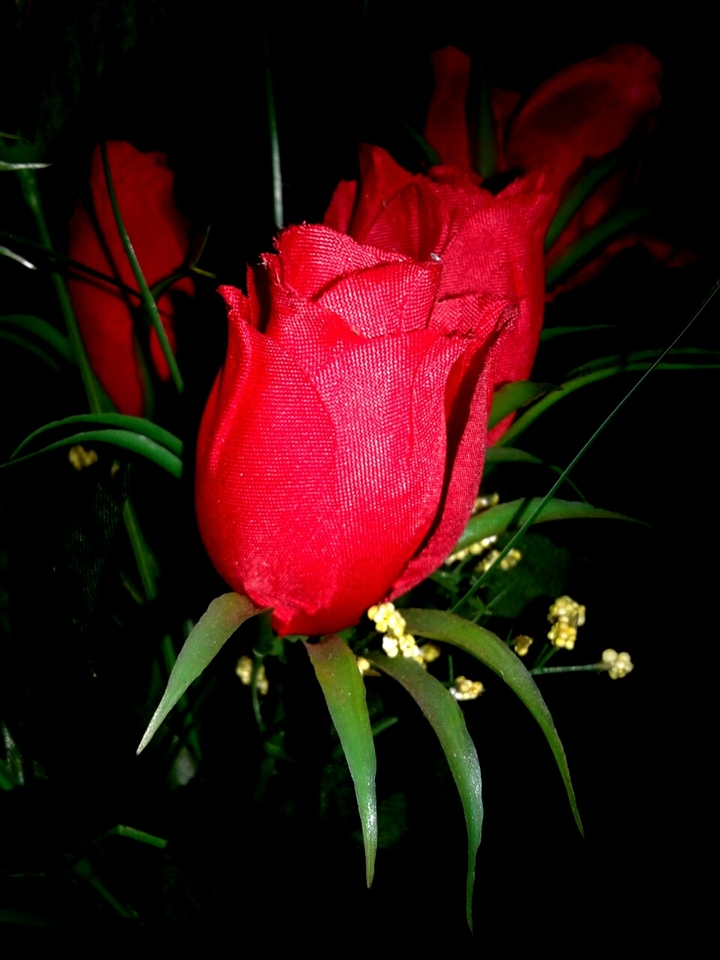 rose