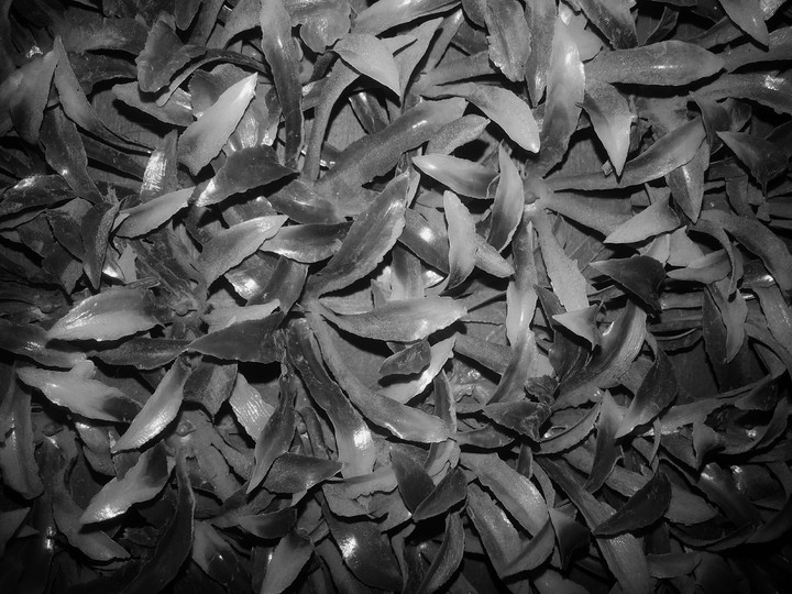 rumput