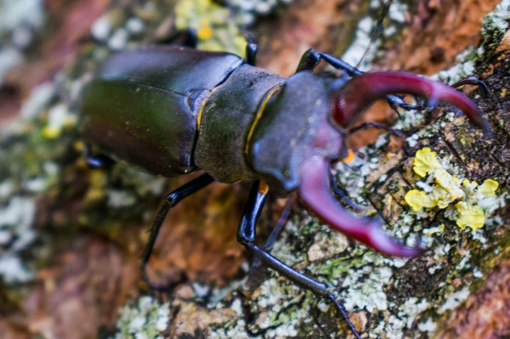 stag-beetle