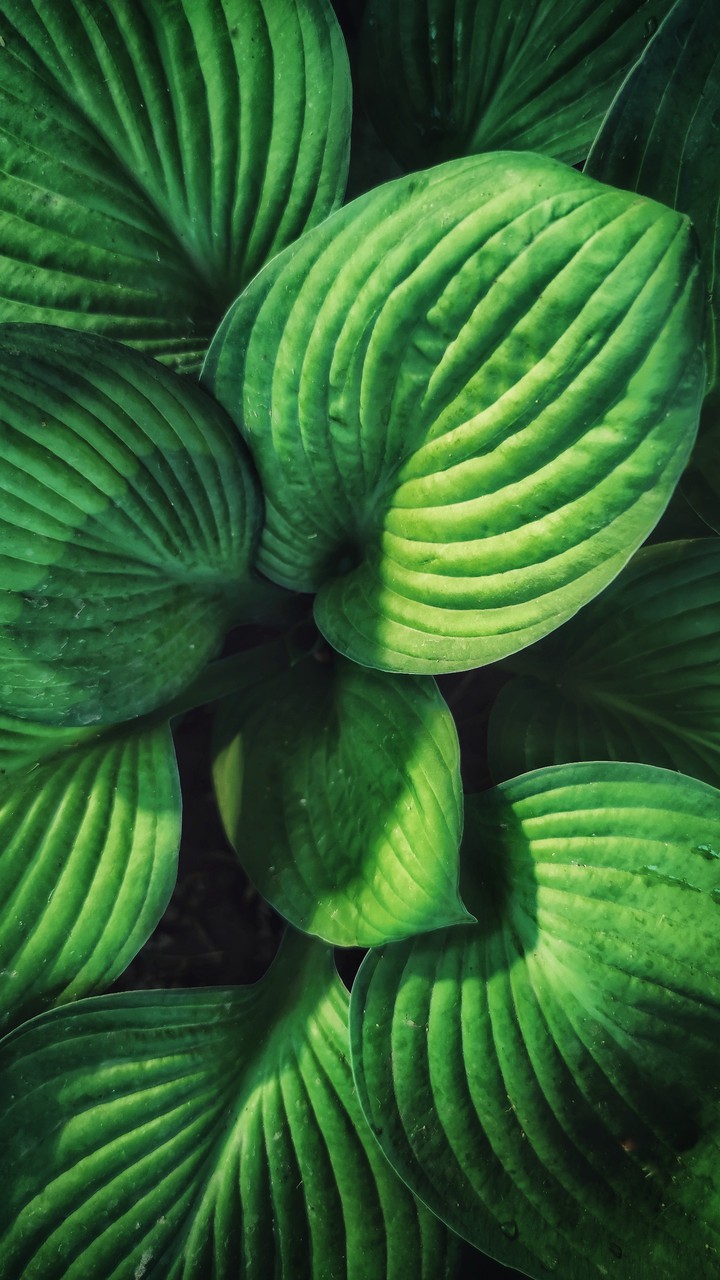 Leaves