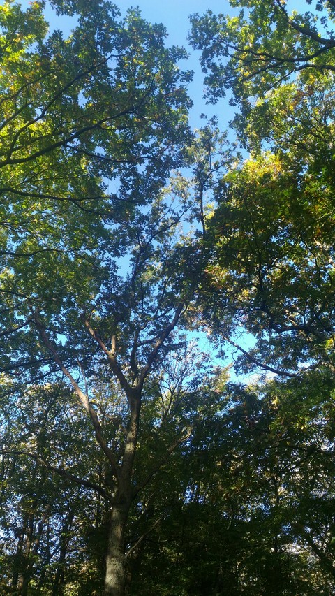 Bois d'automne