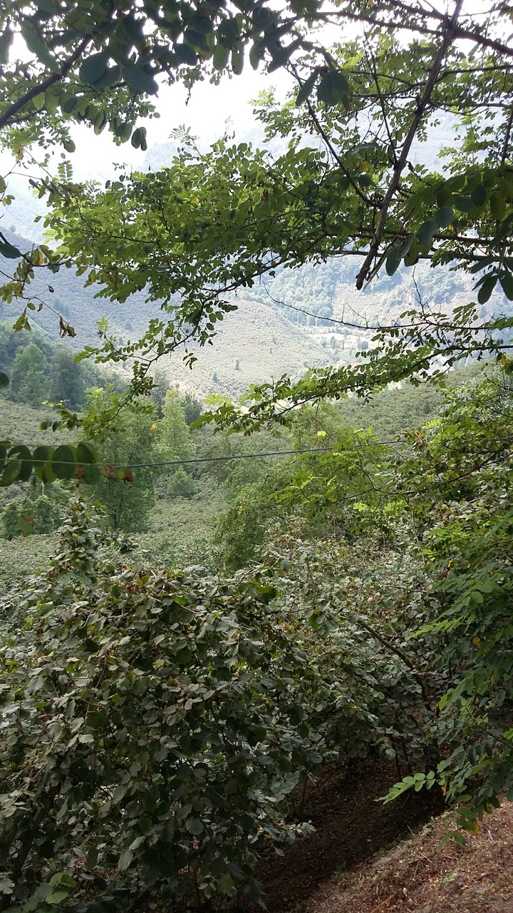 Village