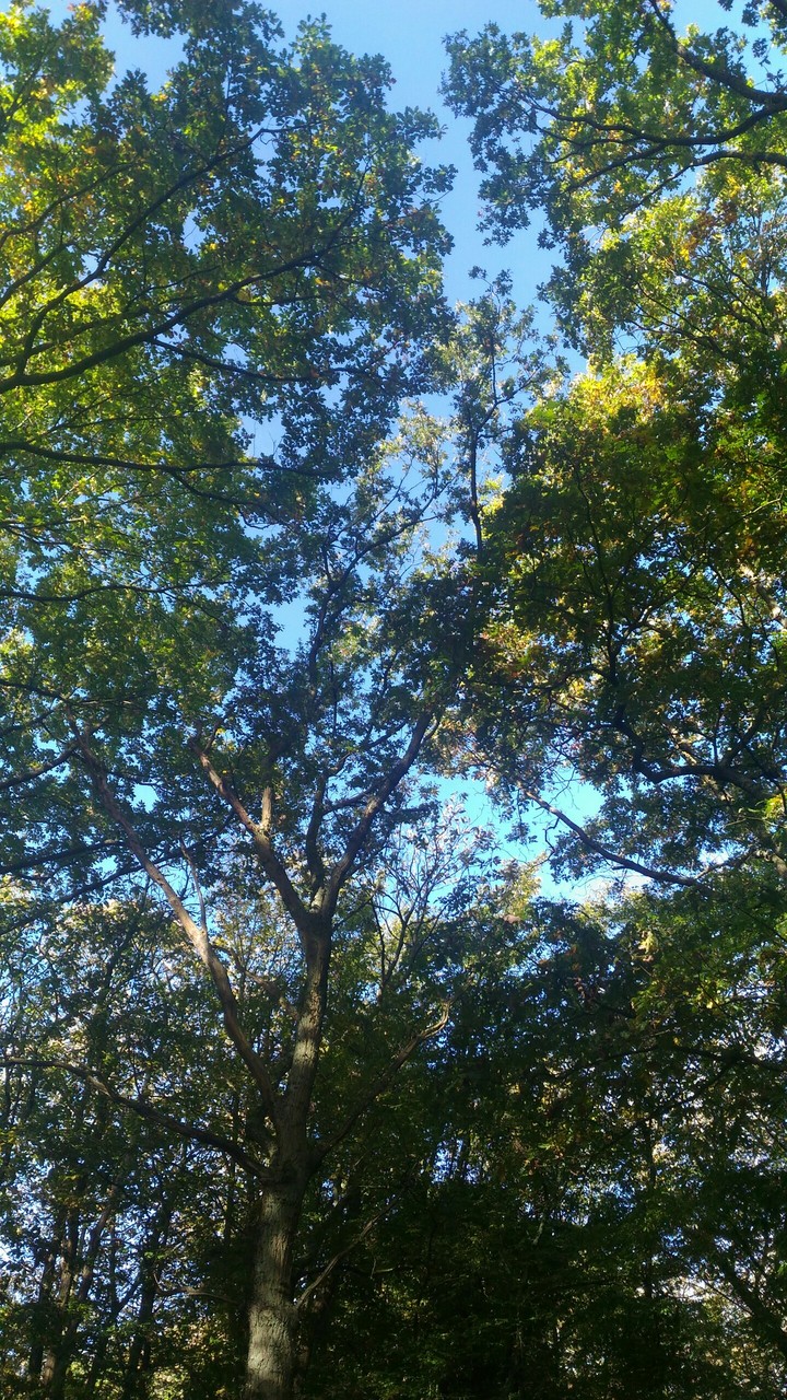 Bois d'automne