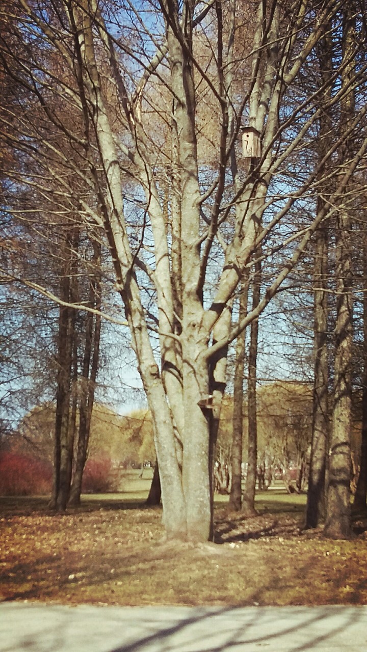 ita just a beautiful tree