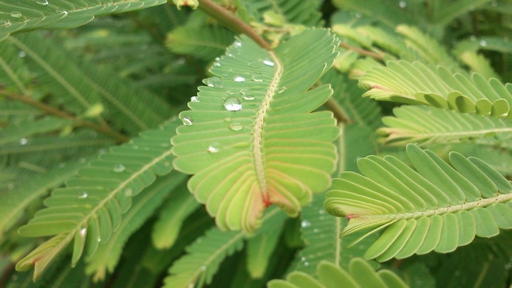 Water drops on leaf