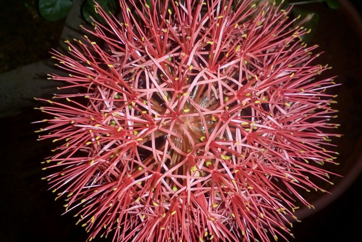 Fireball Lilly
