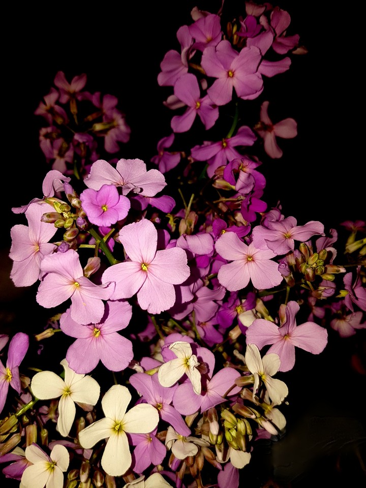 Phlox
