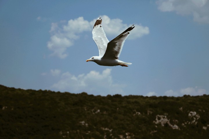 seagull