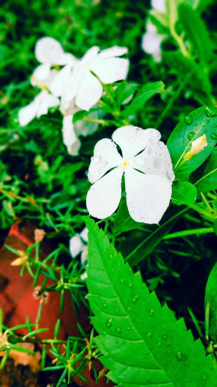 natural flowers