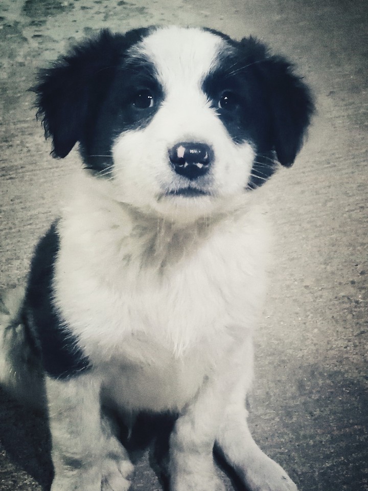 Pupper