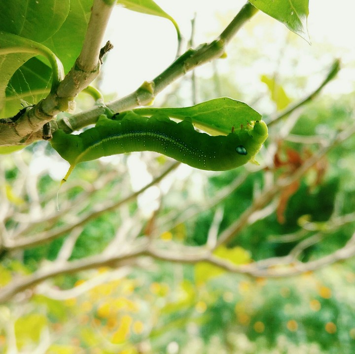 insect leafing