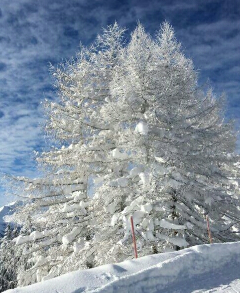 Puderzuckerschnee