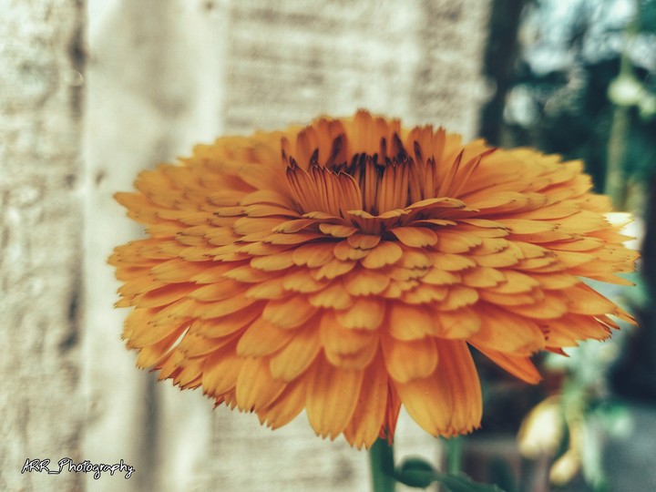 Gerbera