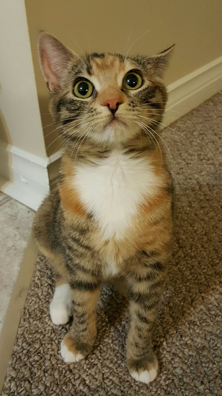 Missy the cat