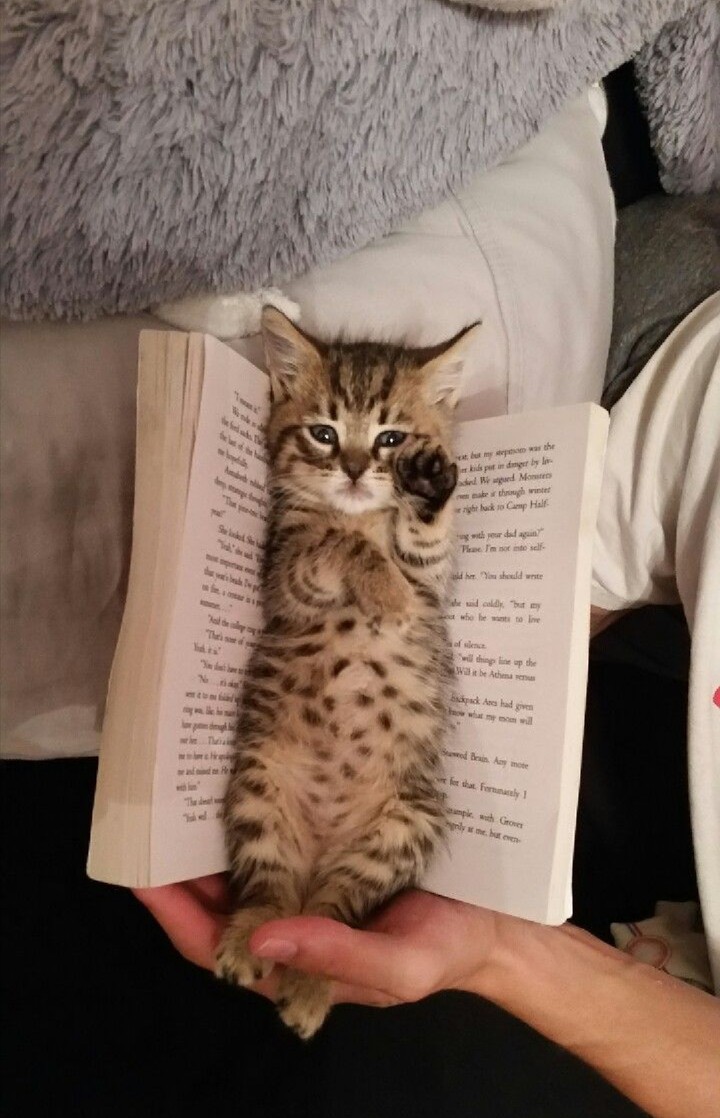 kitty-love