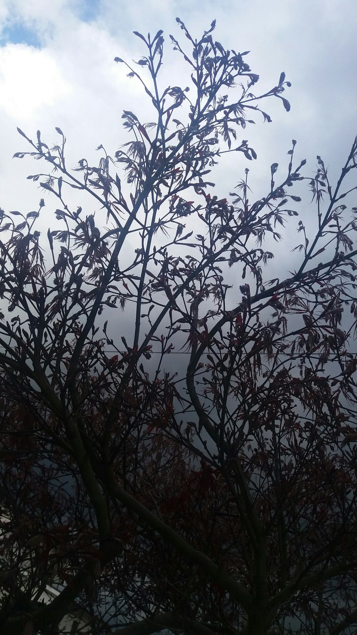 dark tree