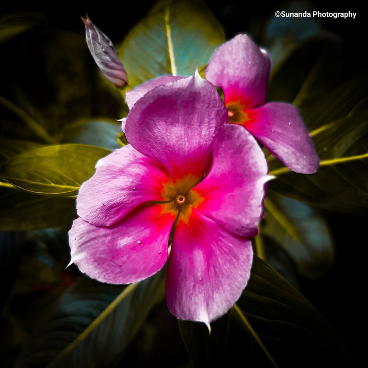 Periwinkle(Click By Me)