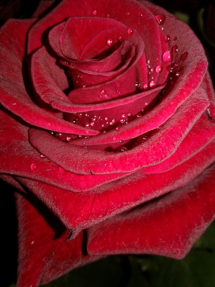red rose