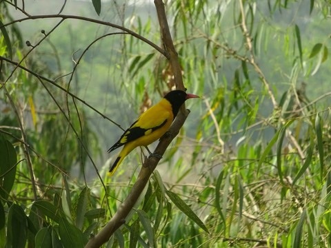 Black hooded oriole