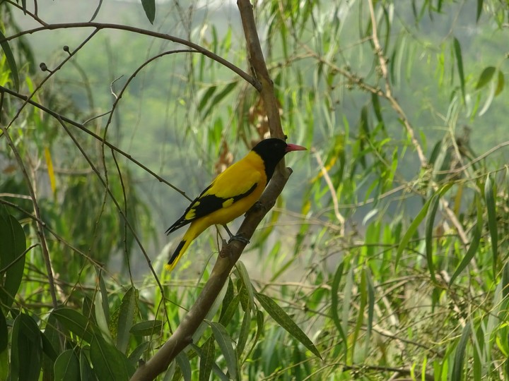 Black hooded oriole