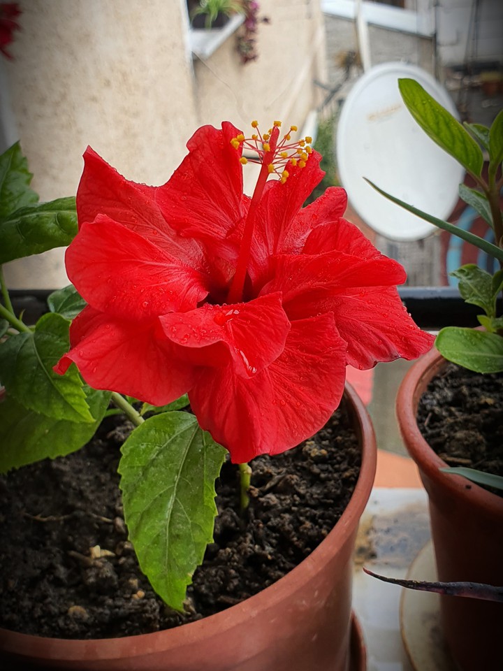 Beatiful flower....??