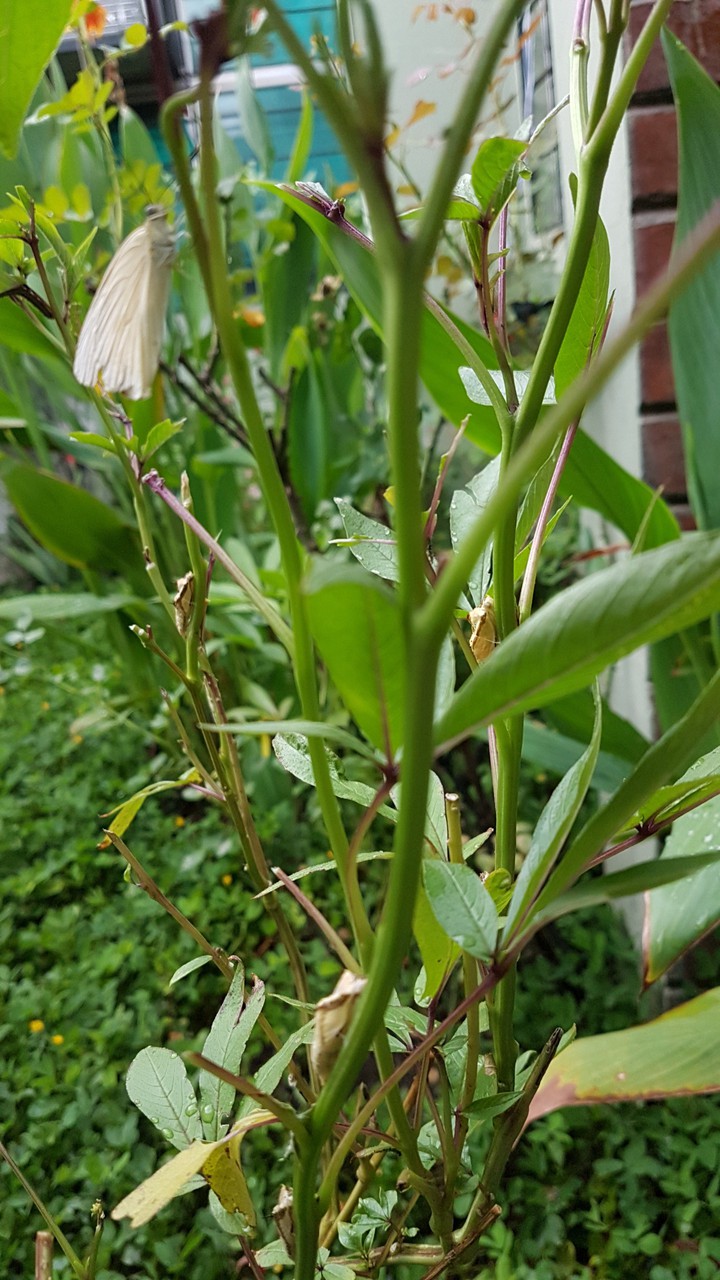 pupas de mariposa