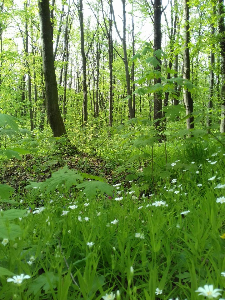 лес