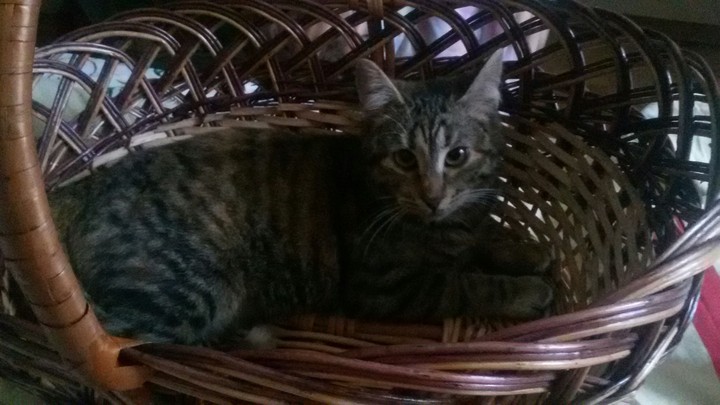 #cat