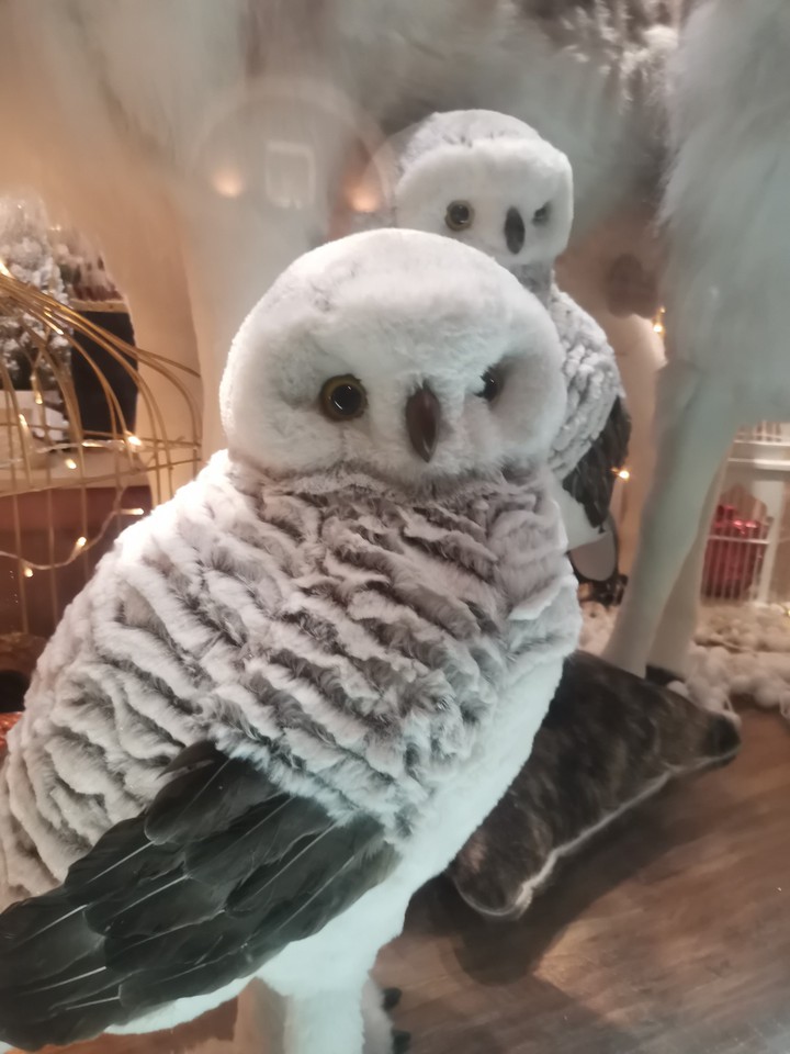 Owl