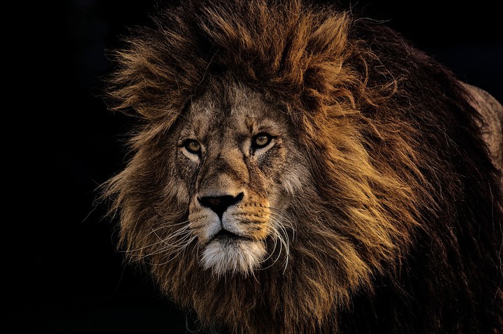 king ??