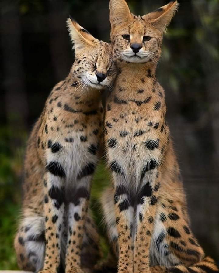 aa