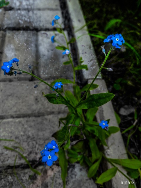 Spring and flowers