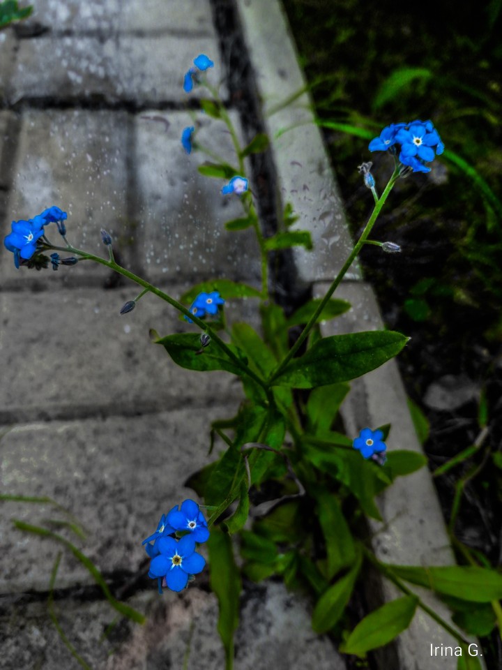Spring and flowers